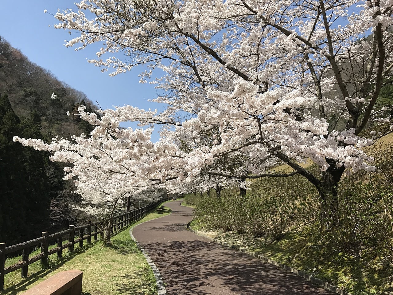 遊歩道には満開の桜