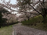 遊歩道の上にも桜が満開に
