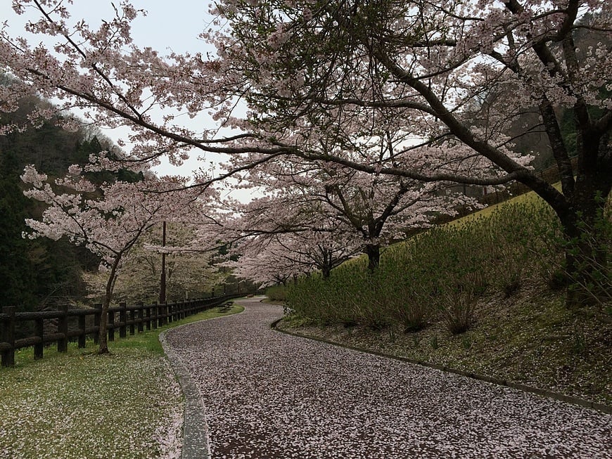 遊歩道の上にも桜が満開に